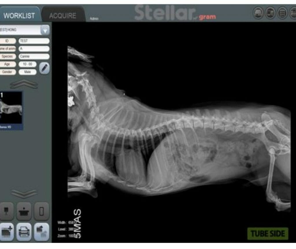 imagen de rayos x veterinario